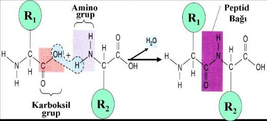 Protein Forml